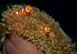 a couple of anemone fishes in their home anemone, off Sip... by Mona Dienhart 